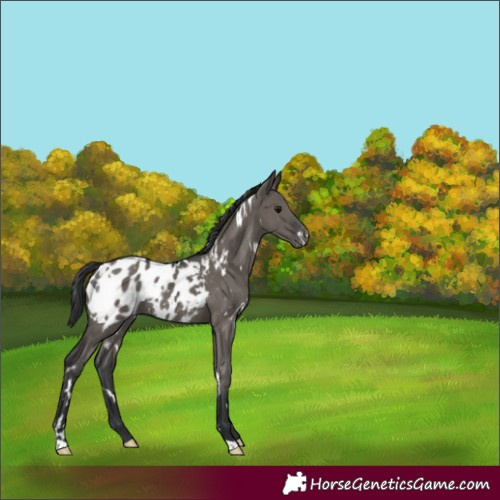 Horse Color:White Spotted Grullo Appaloosa Rabicano 