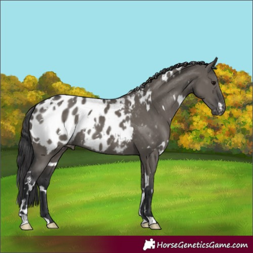 Horse Color:White Spotted Grullo Appaloosa Rabicano 