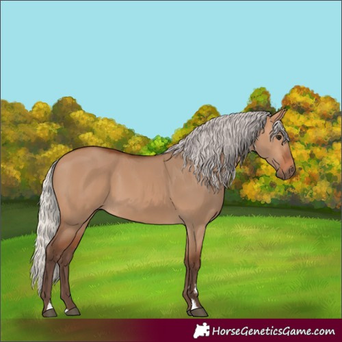 Horse Color:Silver Bay Dun