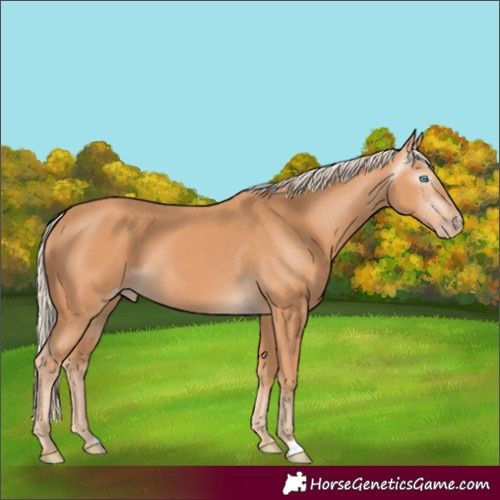 Horse Color:Gray Cremello 