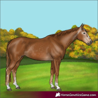 Horse Color:Gray Chestnut 