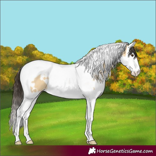 Horse Color:White Spotted Buckskin Dun Splash Tobiano