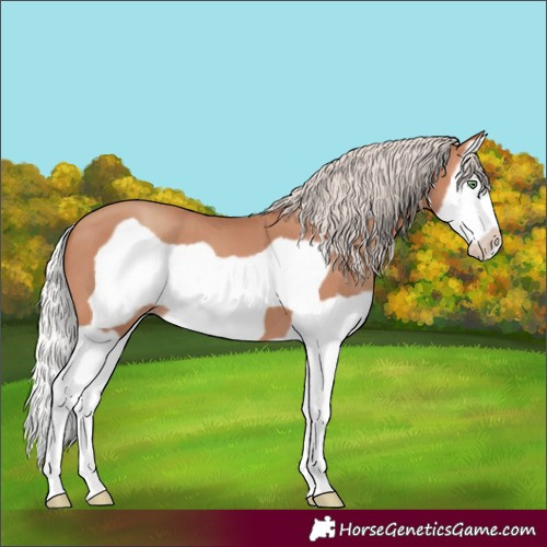Horse Color:Silver Sable Champagne Splash Frame 