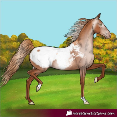 Horse Color:Gray Gold Champagne Snowcap