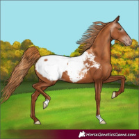 Horse Color:Gray Gold Champagne Appaloosa 
