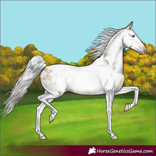 Horse Color:Gray Amber Cream Champagne Splash Tobiano Blanket 