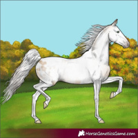 Horse Color:Gray Amber Cream Champagne Splash Tobiano Blanket