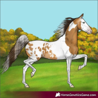 Horse Color:Gray Amber Cream Champagne Splash Tobiano Appaloosa 