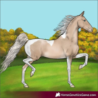 Horse Color:Chocolate Palomino Pearl Tobiano