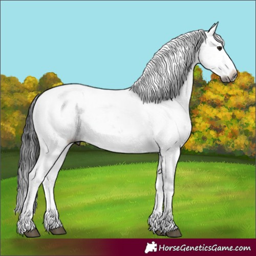 Horse Color:Gray Brown Sabino Appaloosa Rabicano 