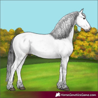 Horse Color:Gray Brown Sabino Appaloosa Rabicano