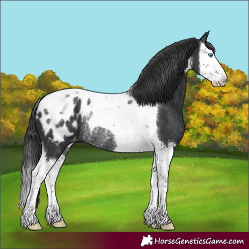 Horse Color:Black Splash Tobiano Appaloosa Rabicano 