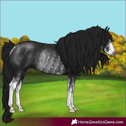 Horse Color:Gray Black Sabino Rabicano 