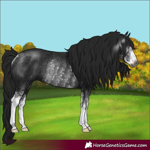 Horse Color:Gray Black Sabino Rabicano