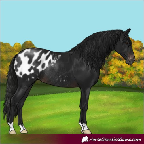 Horse Color:Gray Brown Appaloosa Rabicano 