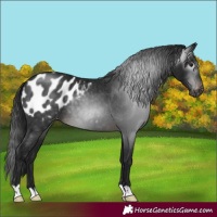 Horse Color:Gray Brown Appaloosa Rabicano 
