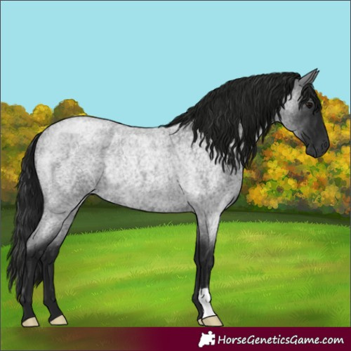 Horse Color:Gray Blue Roan Rabicano 