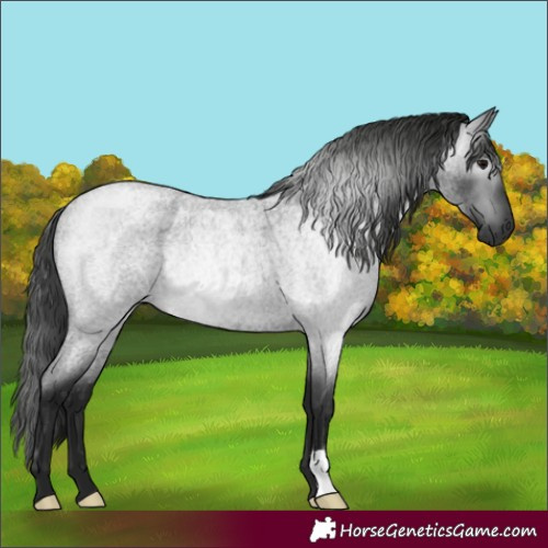Horse Color:Gray Blue Roan Rabicano 