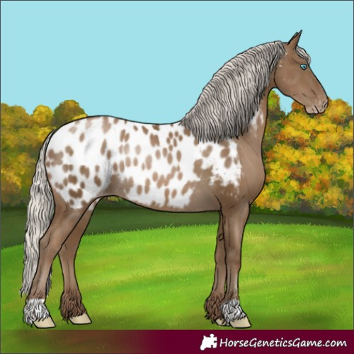 Horse Color:Gray Silver Smoky Black Pearl Appaloosa Rabicano