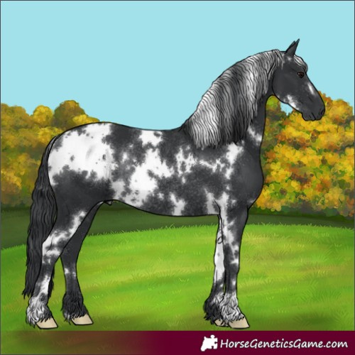 Horse Color:White Spotted Black Rabicano 