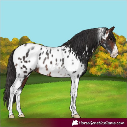 Horse Color:Brown Sabino Tobiano Appaloosa Rabicano 