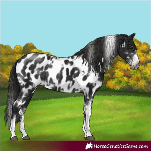 Horse Color:Gray White Spotted Black Sabino Appaloosa Rabicano 