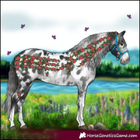 Horse Color:Gray White Spotted Black Sabino Appaloosa Rabicano 
