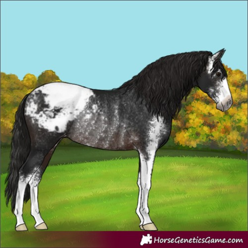 Horse Color:Gray Brown Sabino Appaloosa Rabicano 