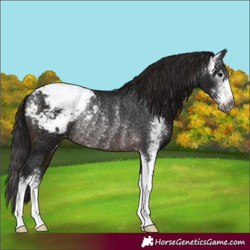 Horse Color:Gray Brown Sabino Appaloosa Rabicano