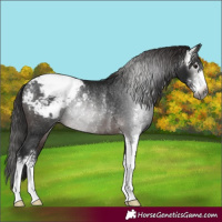 Horse Color:Gray Brown Sabino Snowcap Rabicano