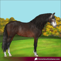 Horse Color:Gray Bay Sabino Rabicano 