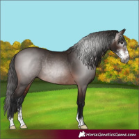 Horse Color:Gray Bay Sabino Rabicano