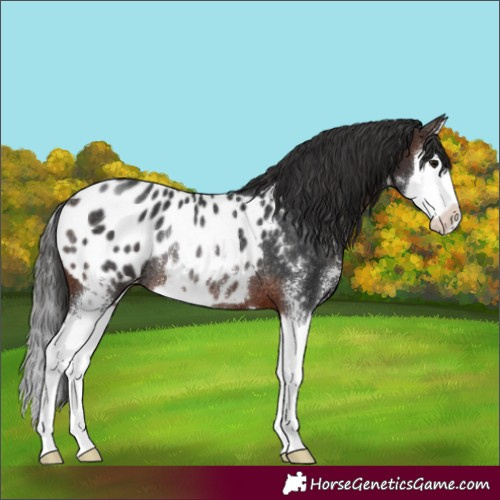 Horse Color:Brown Sabino Splash Appaloosa Rabicano 