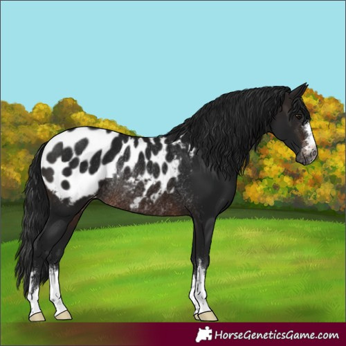 Horse Color:Gray Brown Appaloosa Rabicano 