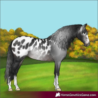 Horse Color:Gray Brown Appaloosa Rabicano 