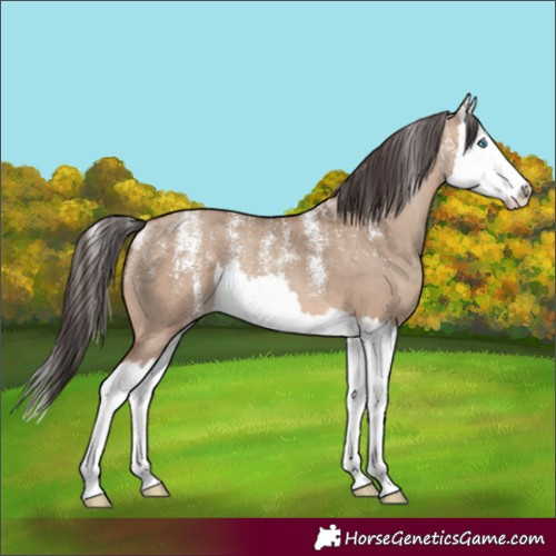 Horse Color:Powder White Sable Champagne Dun Splash 