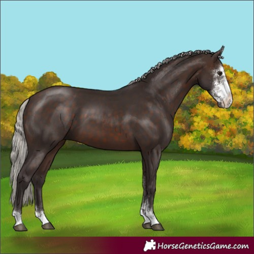 Horse Color:Silver Brown Sabino 