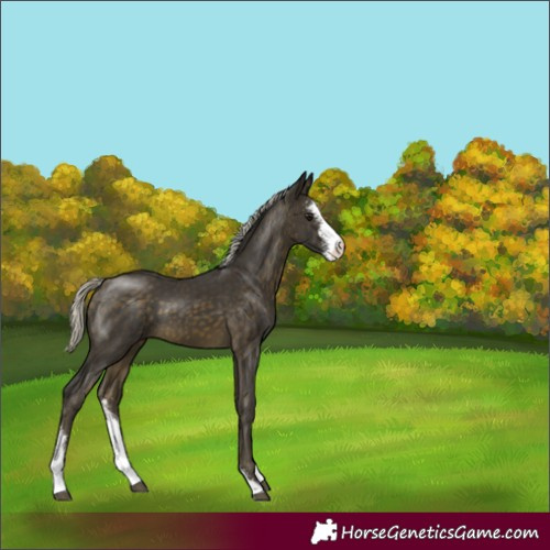 Horse Color:Silver Buckskin Sabino 