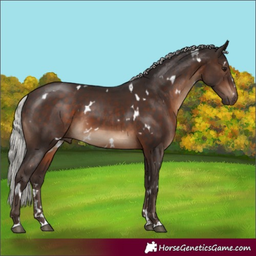 Horse Color:White Spotted Silver Brown 