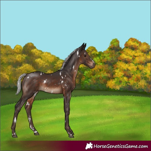 Horse Color:White Spotted Silver Brown 