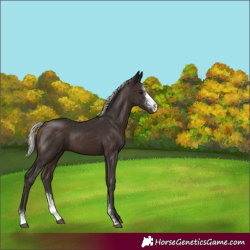 Horse Color:Silver Brown Sabino 