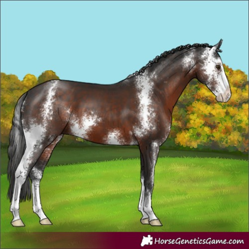 Horse Color:Liver Chestnut Sabino 