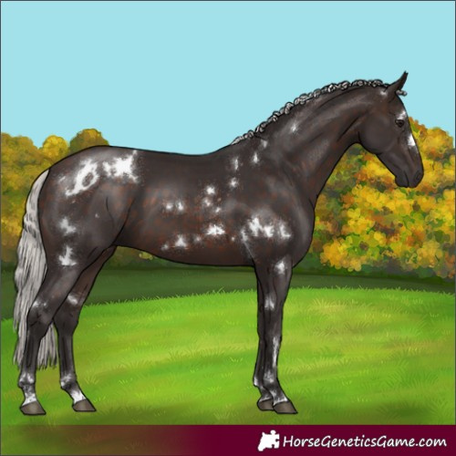 Horse Color:White Spotted Silver Brown 