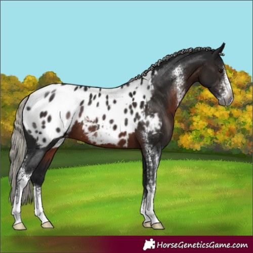 Horse Color:Gray Silver Brown Sabino Appaloosa 