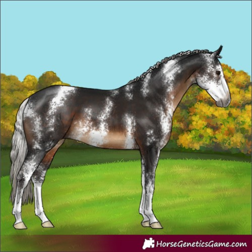 Horse Color:Gray Silver Brown Sabino 