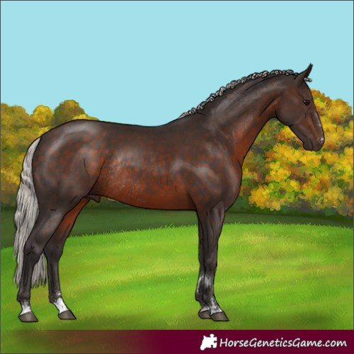 Horse Color:Silver Brown Rabicano 