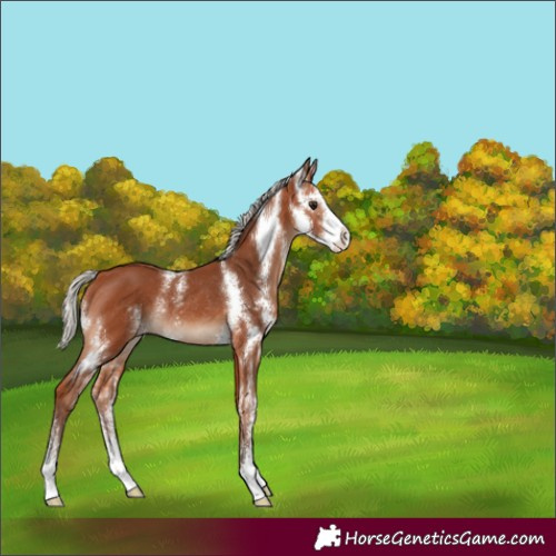 Horse Color:Silver Bay Sabino Rabicano 