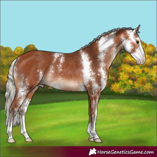 Horse Color:Silver Bay Sabino Rabicano 
