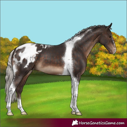 Horse Color:Silver Brown Tobiano Appaloosa 