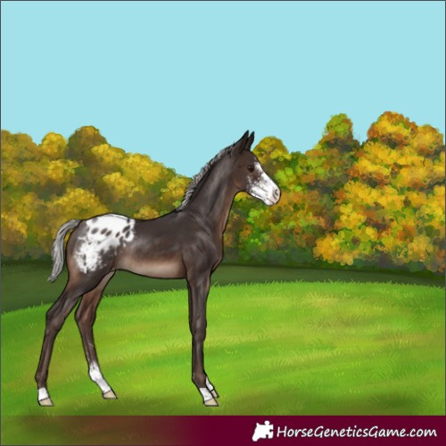 Horse Color:Silver Brown Sabino Appaloosa Rabicano